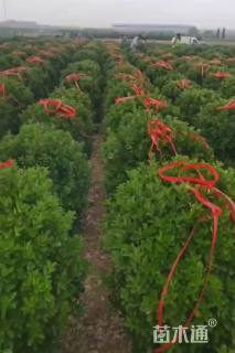 冠幅90厘米大叶黄杨球