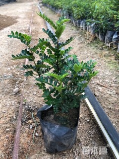 高度30厘米胡椒木