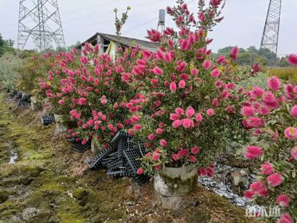 高度150厘米澳洲红千层