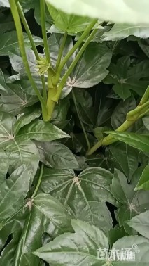 高度30厘米八角金盘