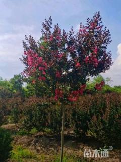 高度230厘米天鹅绒紫薇