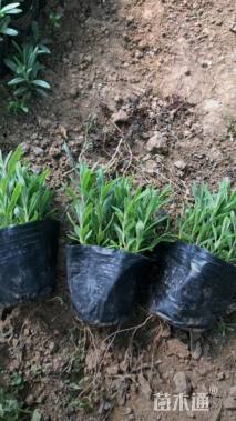 高度10厘米薰衣草