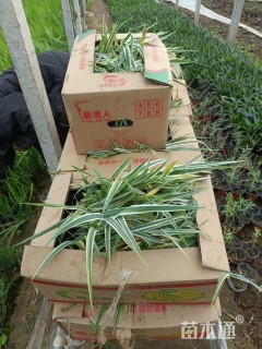 高度15厘米花叶芦竹