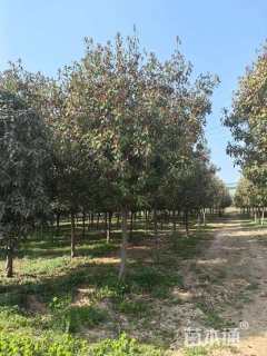 10公分红叶石楠