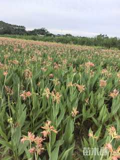 高度30厘米美人蕉