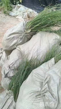 高度40厘米斑叶芒