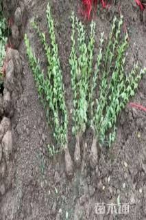 高度45厘米卫矛