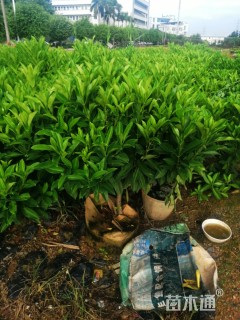 高度80厘米非洲茉莉