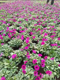 高度20厘米垂钓牵牛