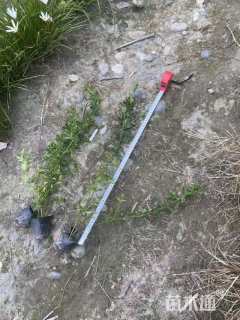 高度50厘米迎春花