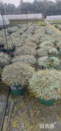 高度10厘米芙蓉菊