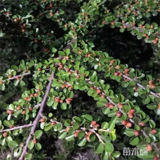 高度30厘米平枝栒子
