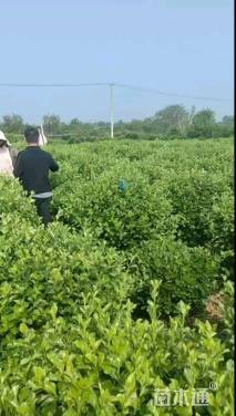 冠幅80厘米卫矛球