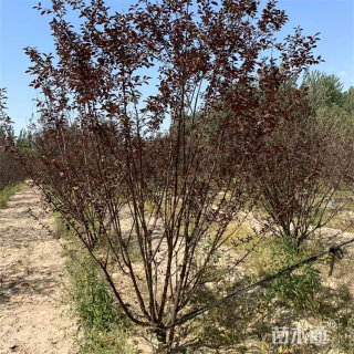 高度220厘米丛生榆叶梅