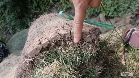 草块状马尼拉草