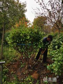 冠幅150厘米红叶石楠球