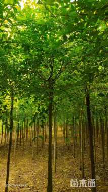 5公分中华金叶榆