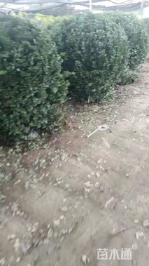 冠幅160厘米冬青球