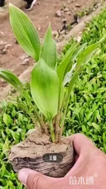 高度40厘米玉簪