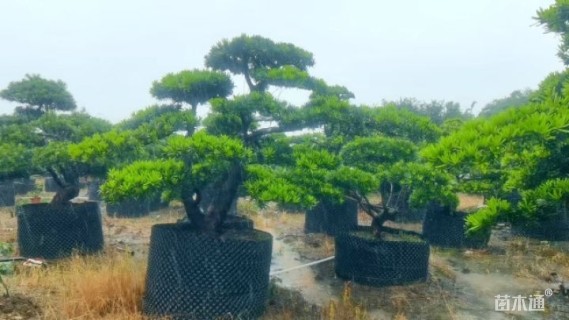 15公分造型台湾罗汉松