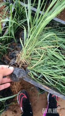 高度25厘米柳枝稷