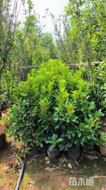 高度50厘米欧洲荚蒾