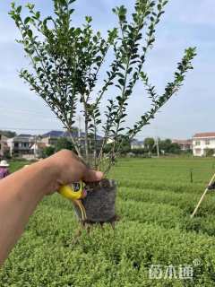 高度40厘米龟甲冬青