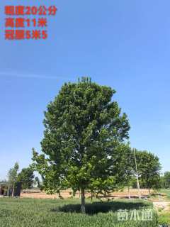 15公分美国红枫