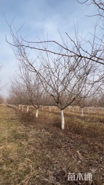 12公分垂丝海棠