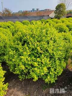 冠幅80厘米金叶女贞球