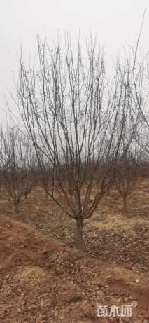 14公分绚丽海棠