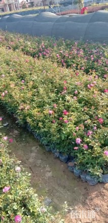 高度30厘米丰花月季