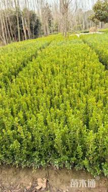高度30厘米瓜子黄杨