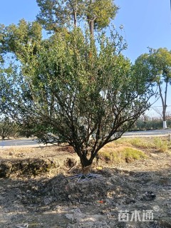 高度400厘米南丰蜜桔