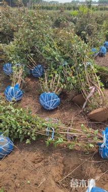 高度100厘米紫叶风箱果球