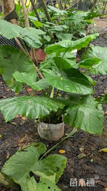高度100厘米观音芋