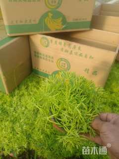 高度15厘米佛甲草