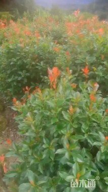 冠幅100厘米红叶石楠球