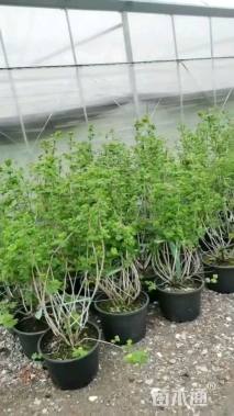 高度100厘米木绣球