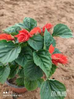 高度16厘米一串红