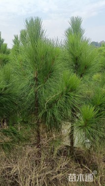 高度90厘米湿地松小苗