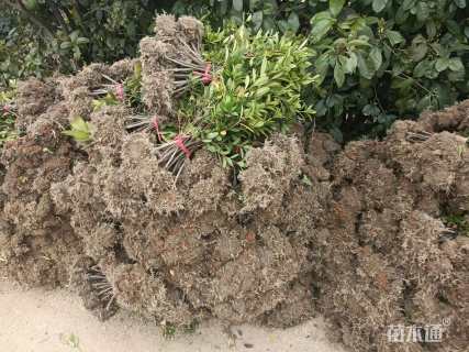 高度30厘米毛鹃