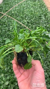 高度30厘米大滨菊