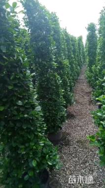 高度180厘米火山榕