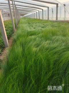 高度35厘米细叶针芒