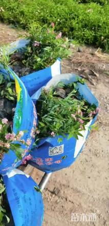 高度15厘米粉花绣线菊