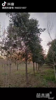 15公分大叶女贞