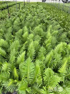 高度35厘米富贵蕨