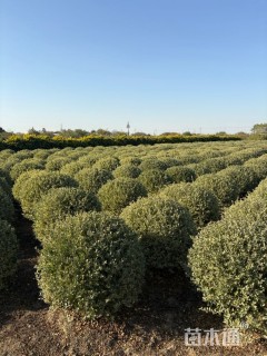 冠幅120厘米银姬小蜡球