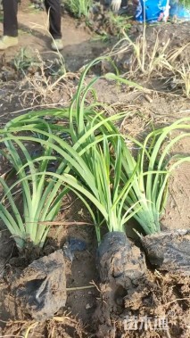 高度30厘米金娃娃萱草